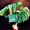 Монстера Борзига (Monstera deliciosa borsigiana) 